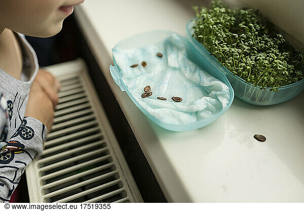 Small child looking at growing watercrest and seeds of watermelo