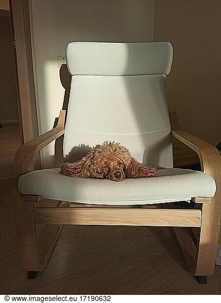 Small dog resting on the armchair