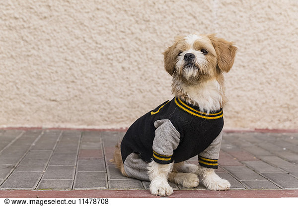 Small dog wearing jacket