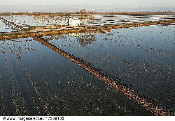 Small farm cottage amidst flooded rice fields in May  aerial view  drone shot  Ebro Delta Nature Reserve  Tarragona province  Catalonia  Spain  Europe