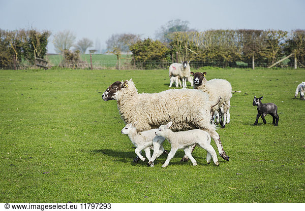 Small flock of sheep and lambs running across a pasture.