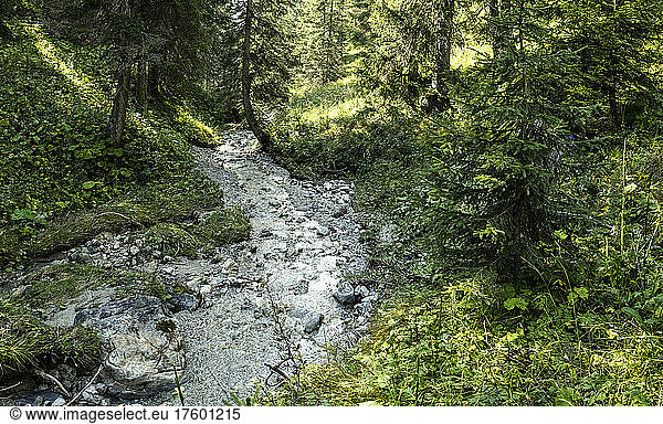 Small forest stream inÂ MiemingÂ Range during summer