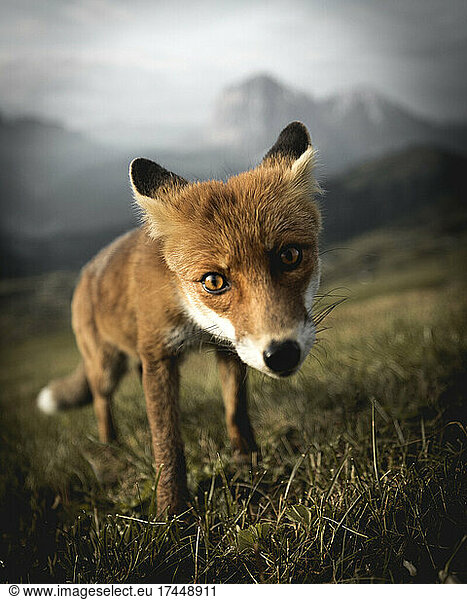 Small fox portraits on hillside