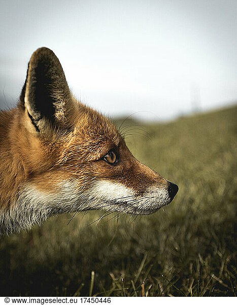 Small fox portraits on hillside