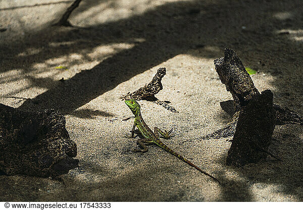 Small green lizard sitting on sandy surface