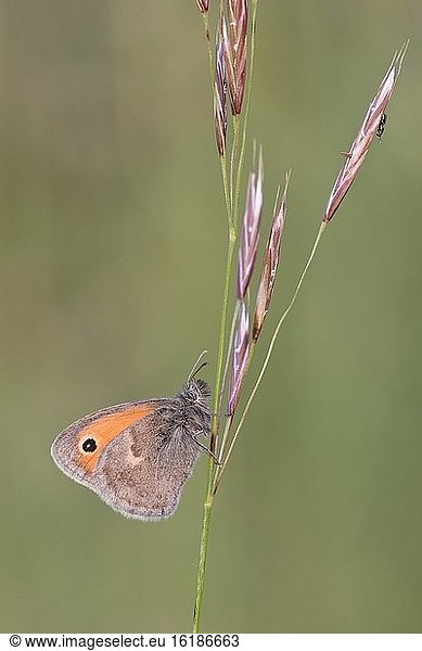 Small heath (Coenonympha pamphilus) sitting on a blade of grass  Istria  Croatia  Europe
