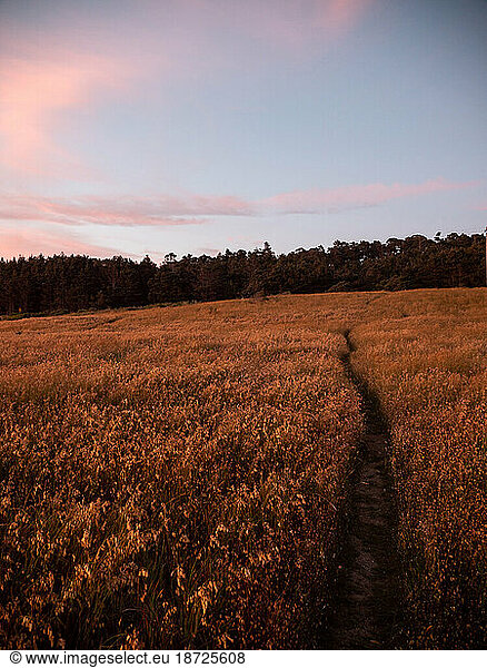 Small hiking trail winding through meadow at sunset