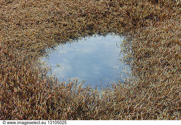 Small intertidal pool of standing water with marsh grasses at dusk