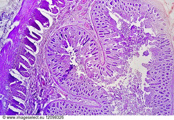 Small intestine cross section showing mucosa Small intestine cross ...