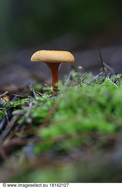 Small mushroom growing on forest floor