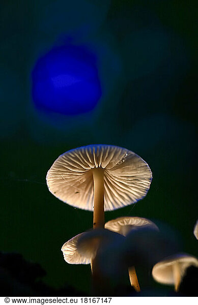 Small mushroom growing outdoors