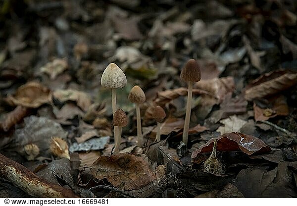 Small mushrooms grow on forest soil  Upper Bavaria  Bavaria  Germany  Europe