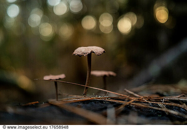 Small Mushrooms growing in pine needles on forest floor