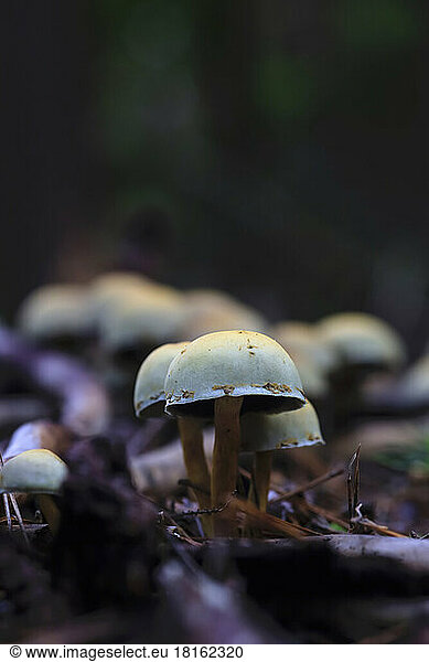 Small mushrooms growing on forest floor