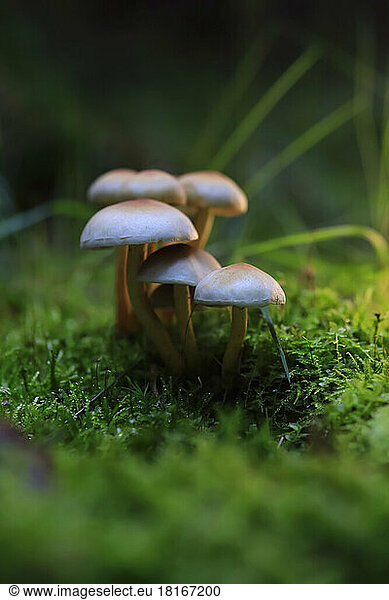 Small mushrooms growing on forest floor
