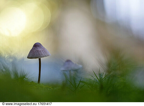 Small Mycenaceae mushrooms growing outdoors
