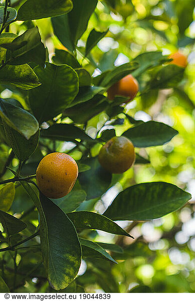 small orange clementine mandarin tangerine in fruit tree orchard