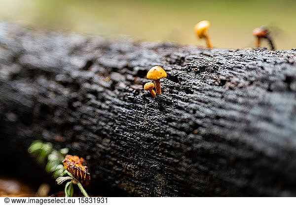 Small orange mushrooms growing on wet bark of a log in California