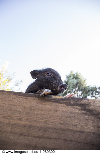 Small pig on a farm