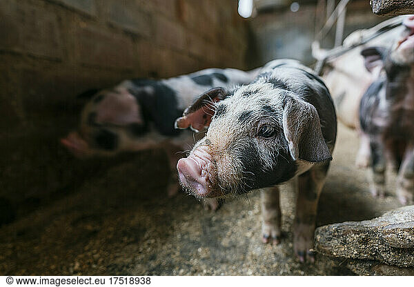 Small pink and black pig in a farm with other pigs