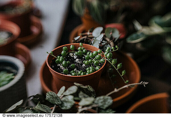 small pot of string of pearls with other plants on the window ledge