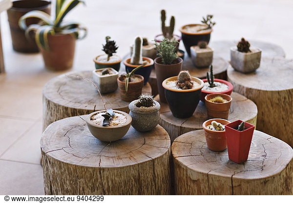 Small pots with different cacti on stumps