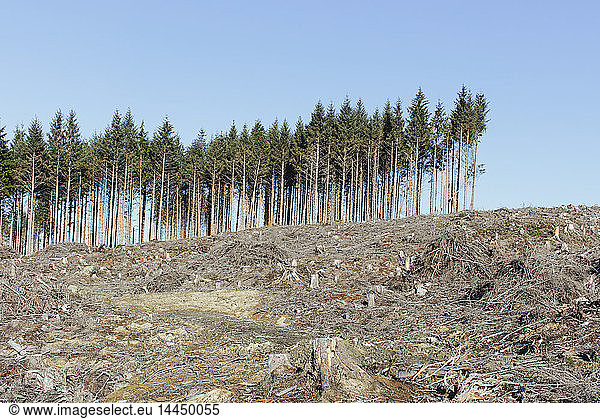 Small stand of trees on the brow of a hill surrounded by extensive clear cutting  logging clearance of woodland in a national forest.
