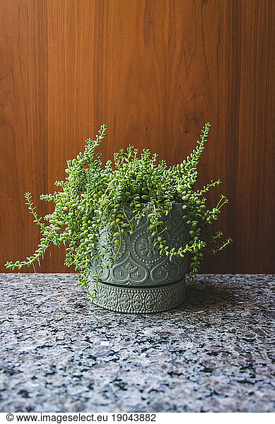 Small succulent plant in ceramic patterned pot with wood and stone
