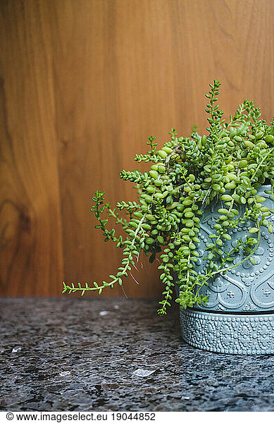 Small succulent plant in ceramic patterned pot with wood and stone