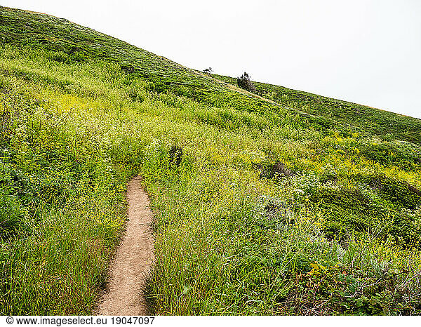 Small trail disappears into wildflower covered hillside