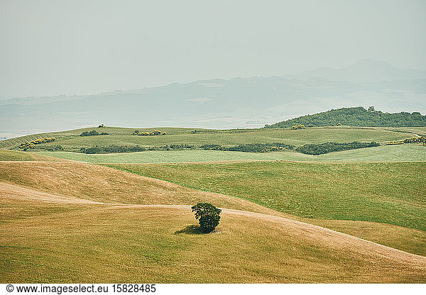 Small tree on hilly yellow valley in green field