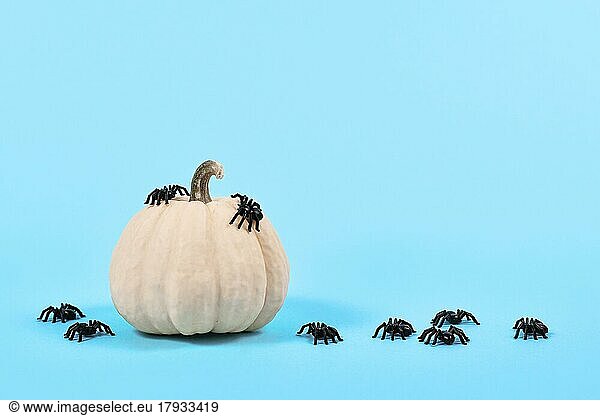 Small white Baby Boo pumpkin with Halloween spiders on blue background