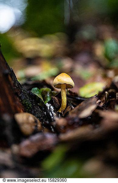 Small yellow mushroom growing out of fertile soil on forest floor