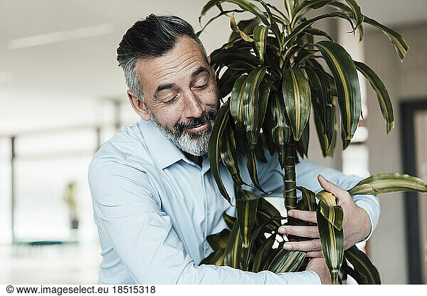 Smiling businessman hugging plant in office