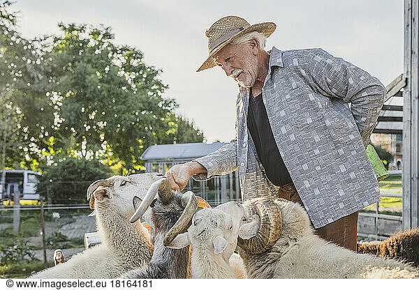 Smiling farmer stroking sheeps at farm