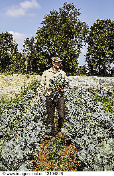 Smiling farmer walking in a field  carrying freshly harvested broccoli.