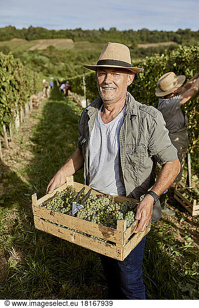 Smiling farmer wearing straw hat holding crate of grapes in vineyard