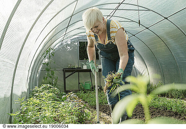 Smiling farmer weeding plants in greenhouse
