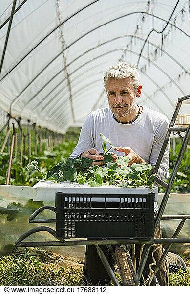 Smiling farmer with zucchini seedlings in greenhouse