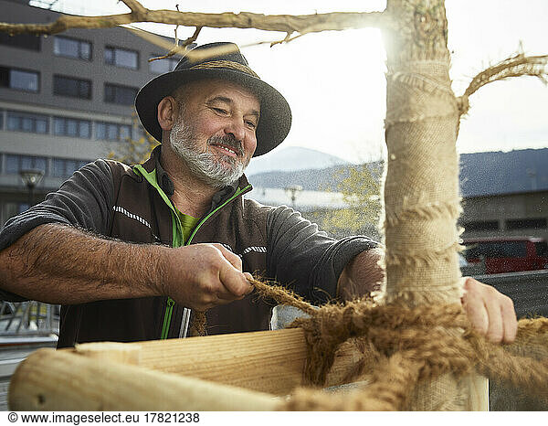 Smiling gardener tying rope to newly planted trunk
