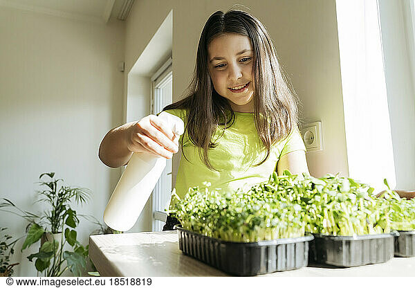 Smiling girl spraying water to microgreens in kitchen at home
