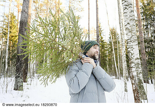 Smiling man carrying tree in winter forest