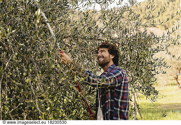 Smiling man picking olives with gardening tool from tree
