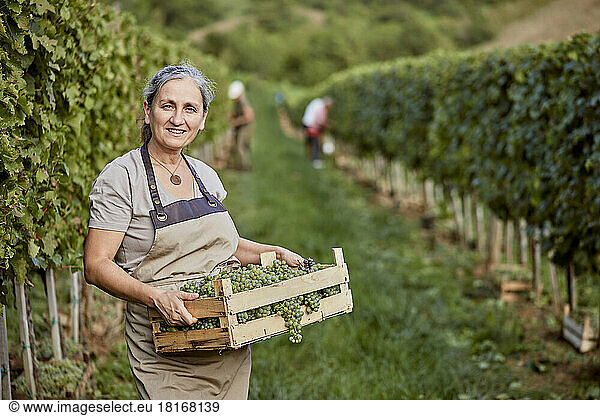 Smiling mature farmer holding crate of grapes in vineyard