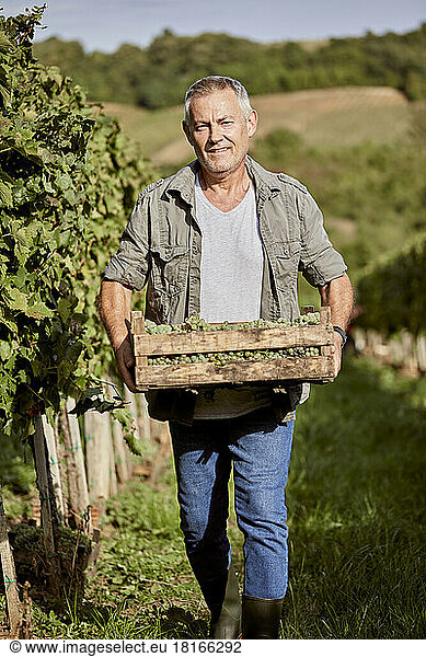 Smiling mature farmer with crate of grapes walking in field
