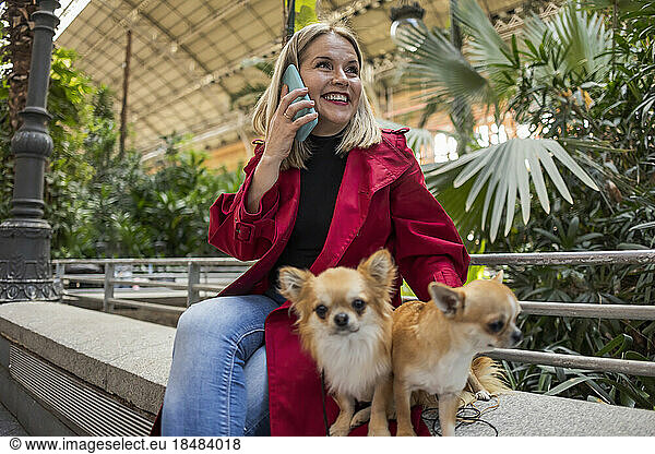 Smiling mature woman talking on phone sitting with Chihuahua dogs on wall