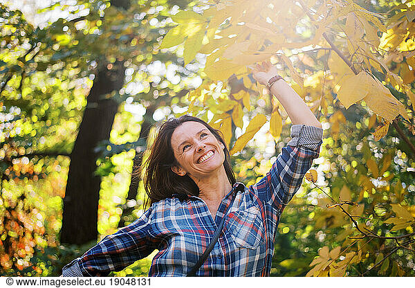 Smiling middle-aged brunette woman admiring yellow autumn leaves