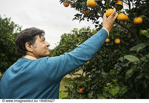 Smiling senior man picking orange from tree