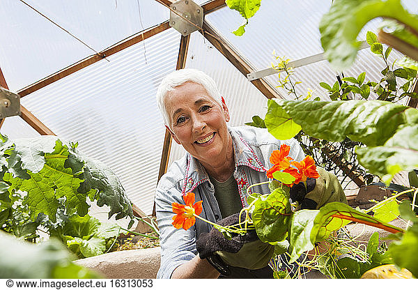 Smiling senior woman gardening in a geodesic dome  climate controlled glass house