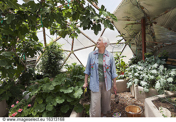 Smiling senior woman gardening in a geodesic dome  climate controlled glass house